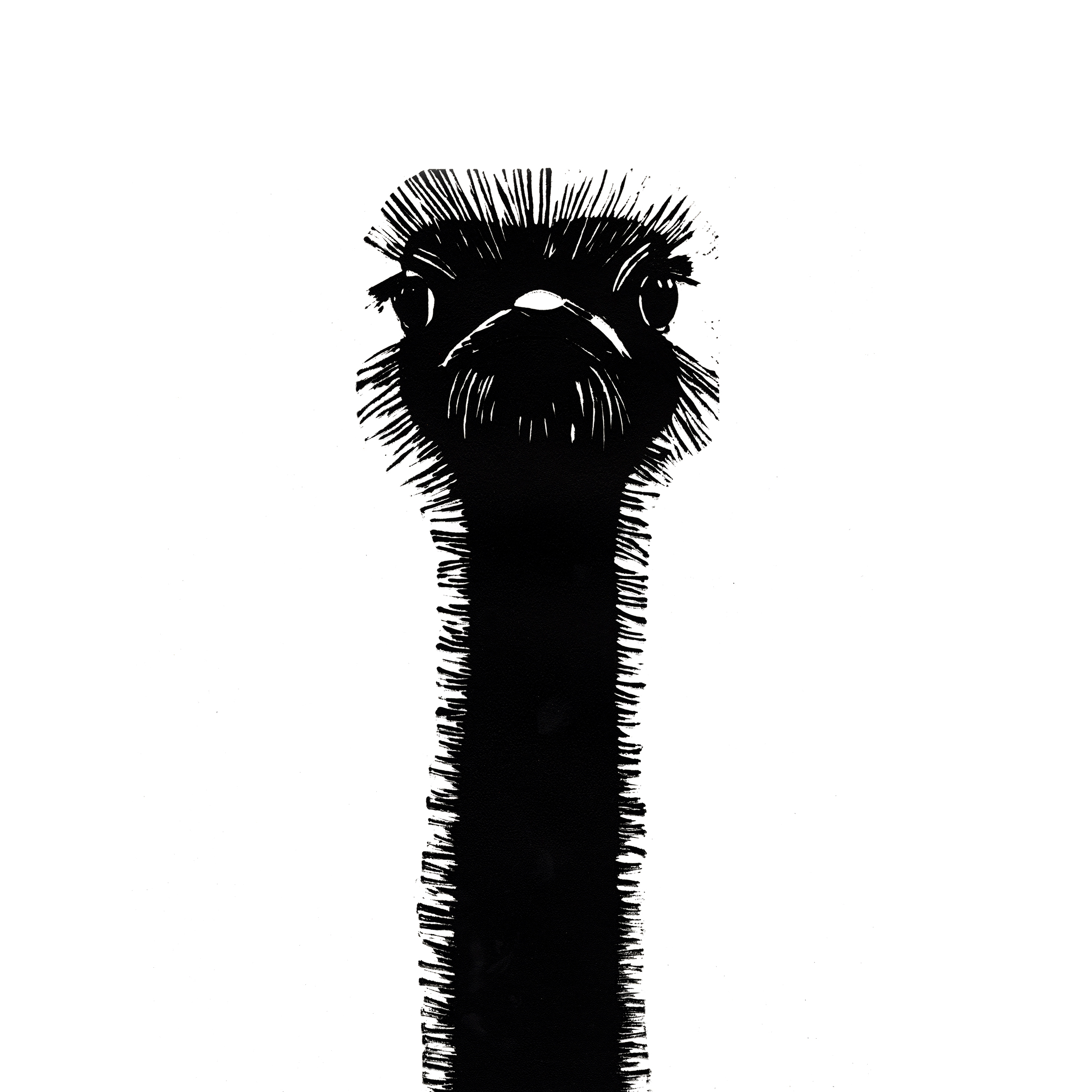 Ostrich Square artwork